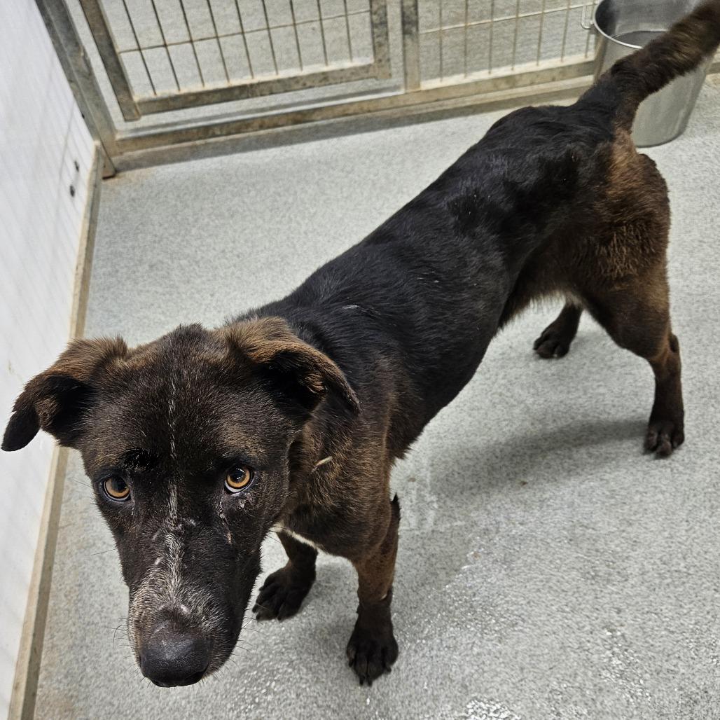 Enlarge Opal, a Adoptable mixed breed in Kingman, KS image 2/5