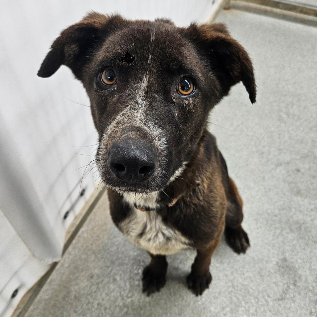 Enlarge Opal, a Adoptable mixed breed in Kingman, KS image 3/5