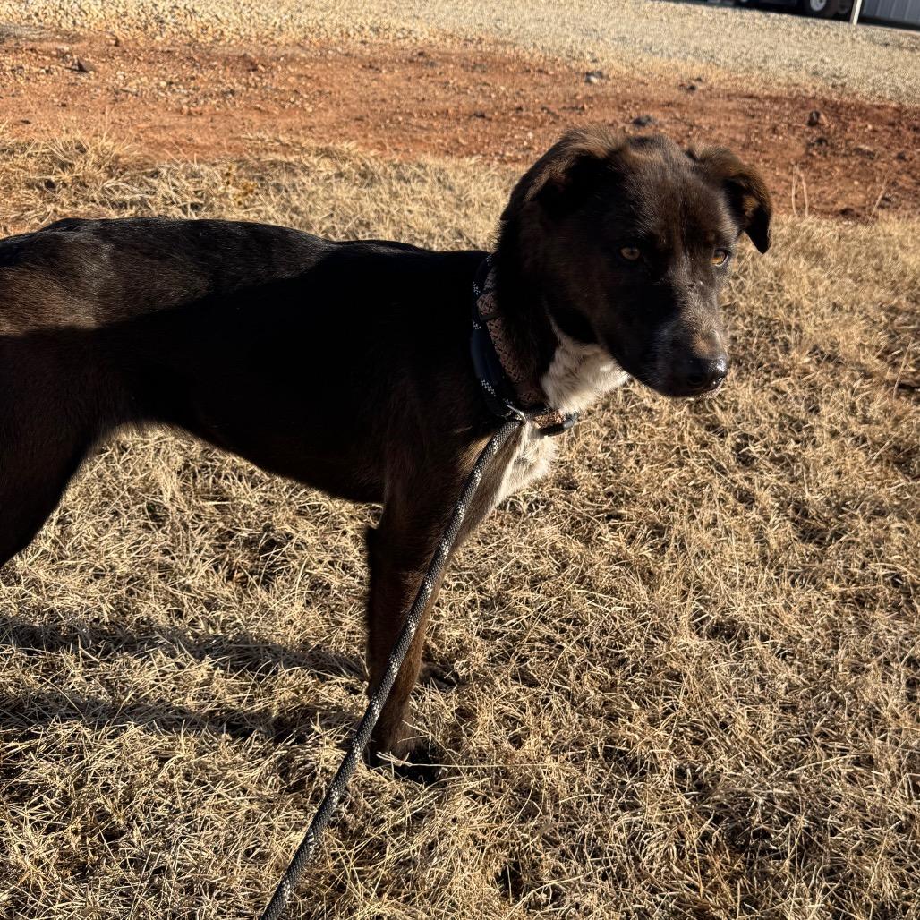 Enlarge Opal, a Adoptable mixed breed in Kingman, KS image 4/5