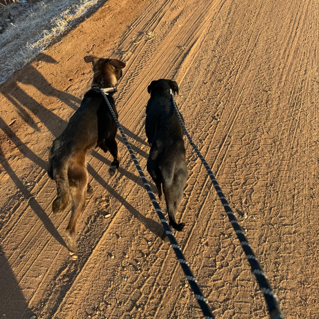 Enlarge Opal, a Adoptable mixed breed in Kingman, KS image 5/5