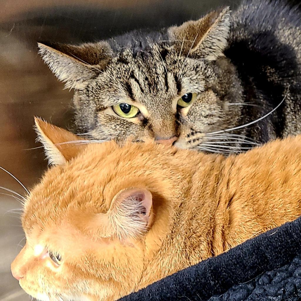 Bart — thumbnail 2