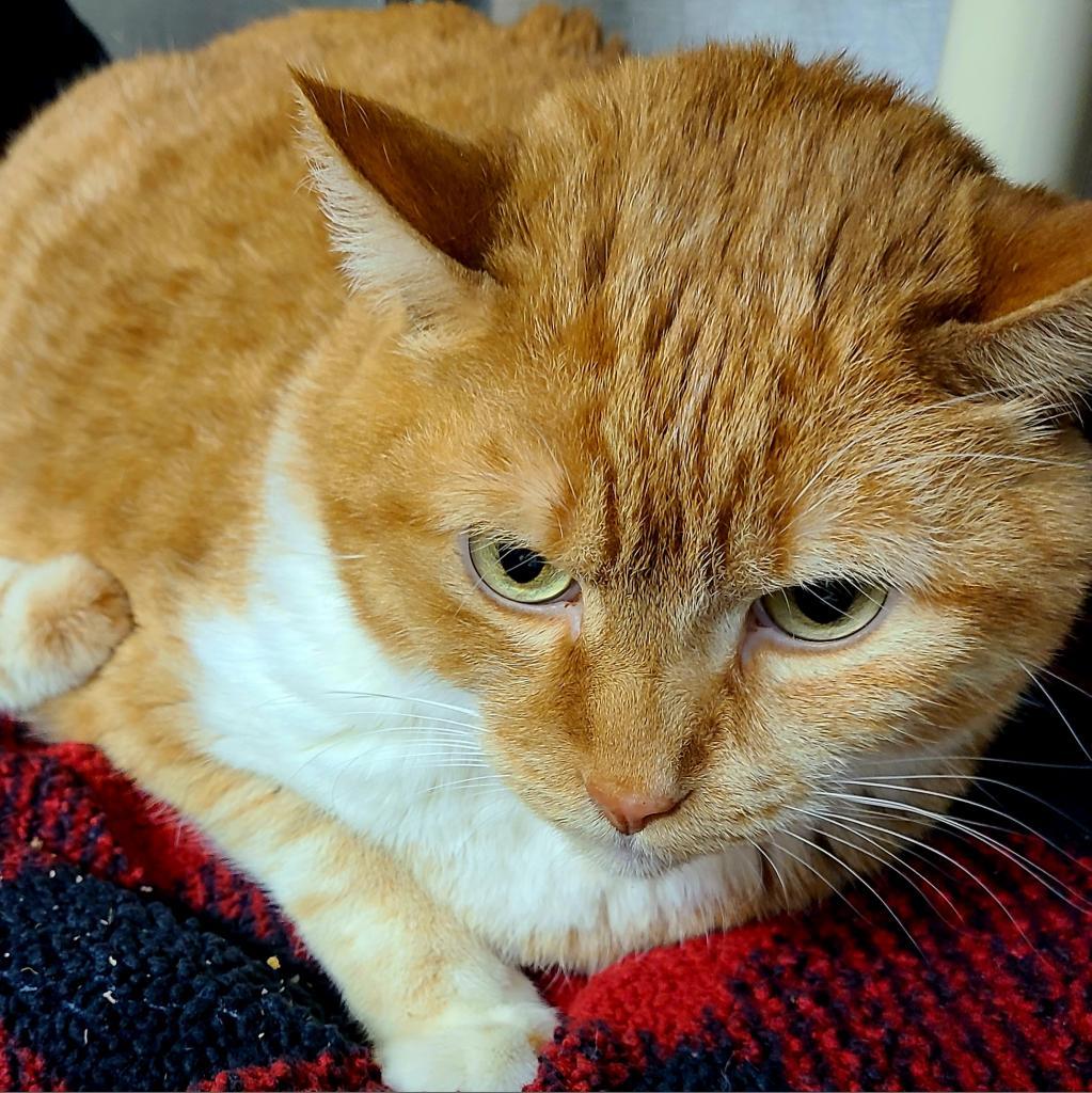 Bart — thumbnail 3