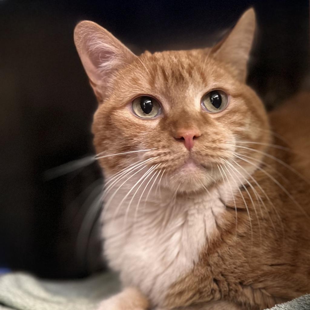 Bart — thumbnail 4