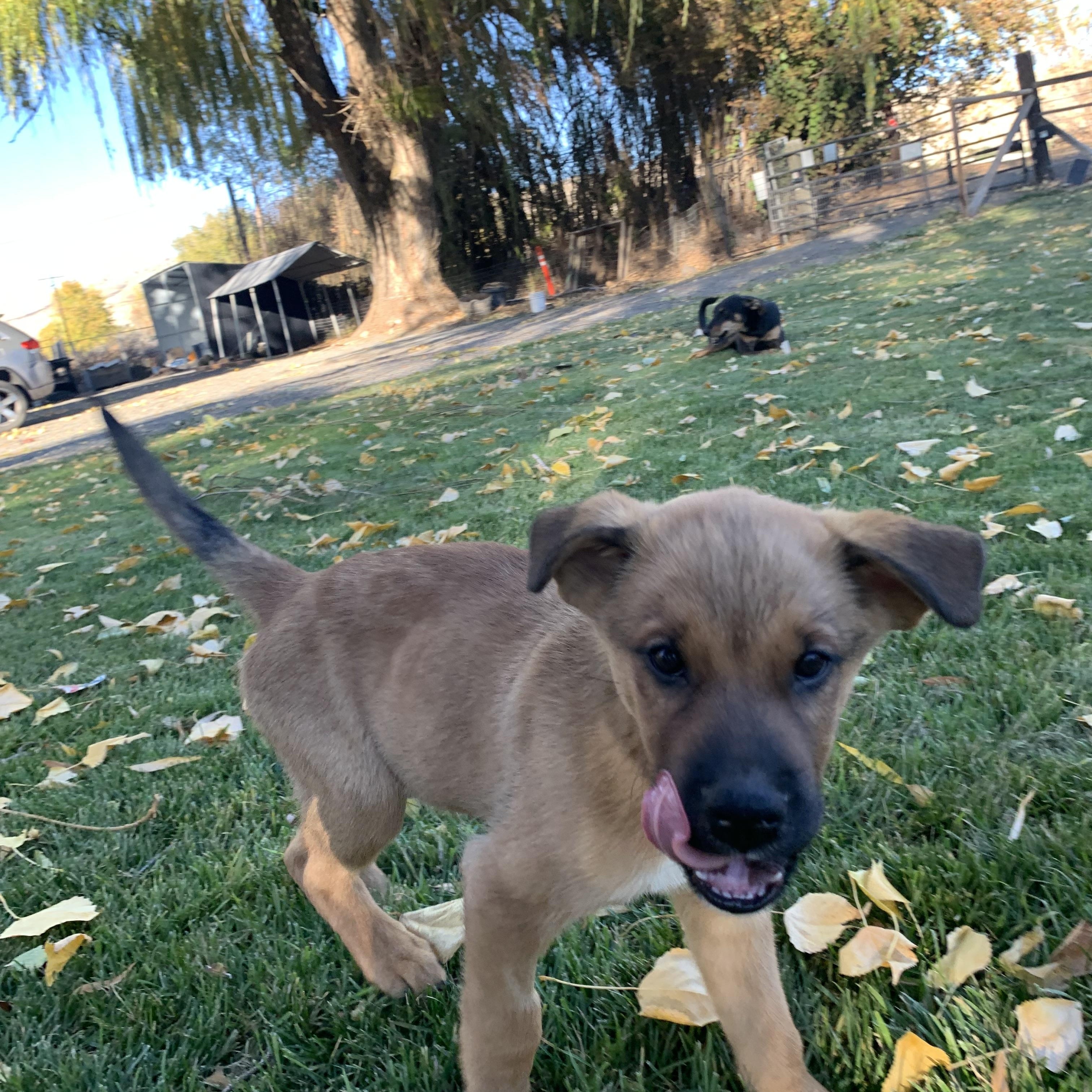 Enlarge Benny, a Adoptable mixed breed in Seattle, WA image 2/2