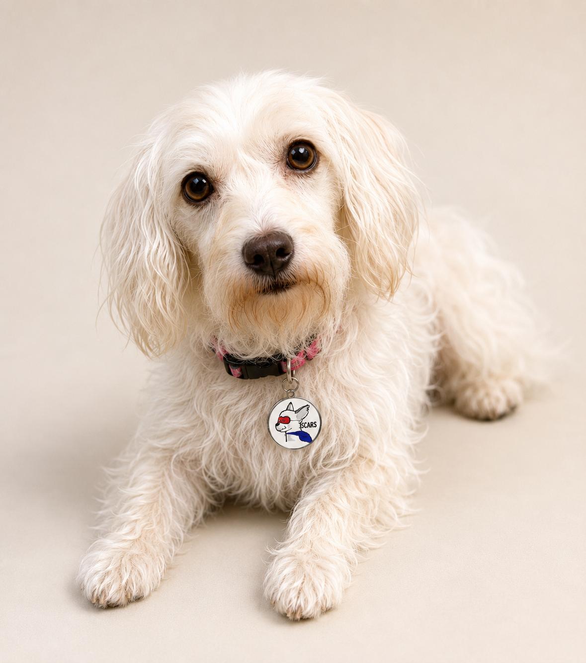 Enlarge MIRAGE, a Adoptable mixed breed in Glendora, CA image 5/6