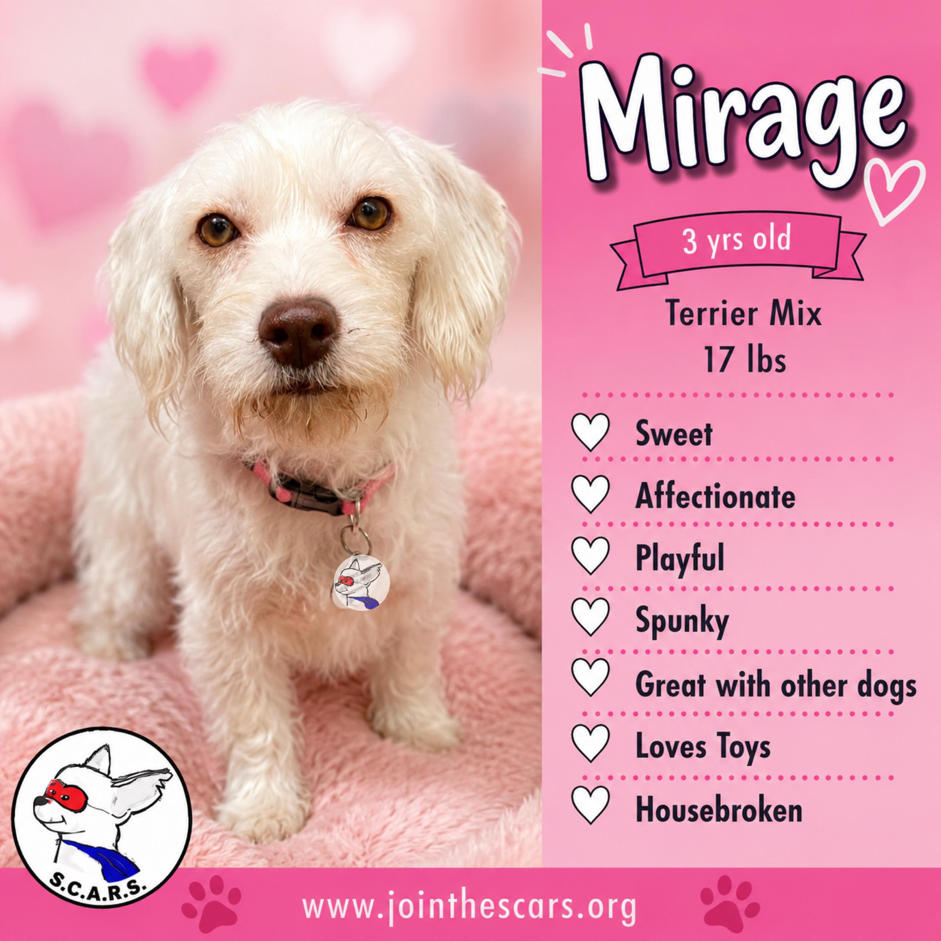 MIRAGE, Adoptable, Young Female Terrier & Maltese.