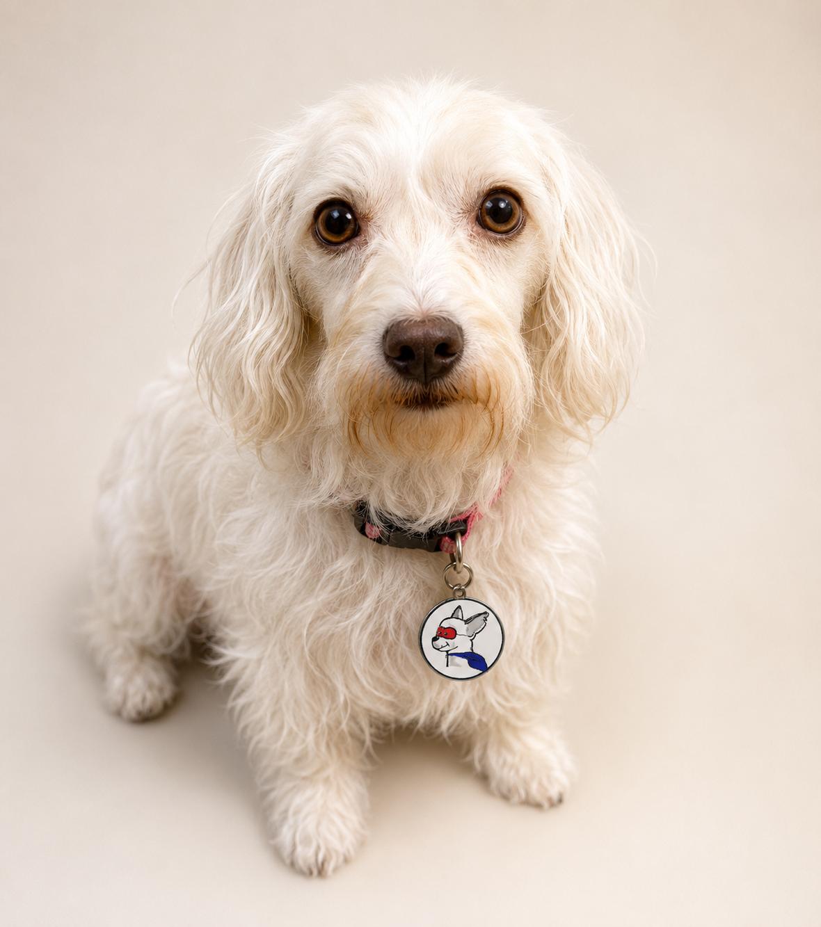 Enlarge MIRAGE, a Adoptable mixed breed in Glendora, CA image 3/6