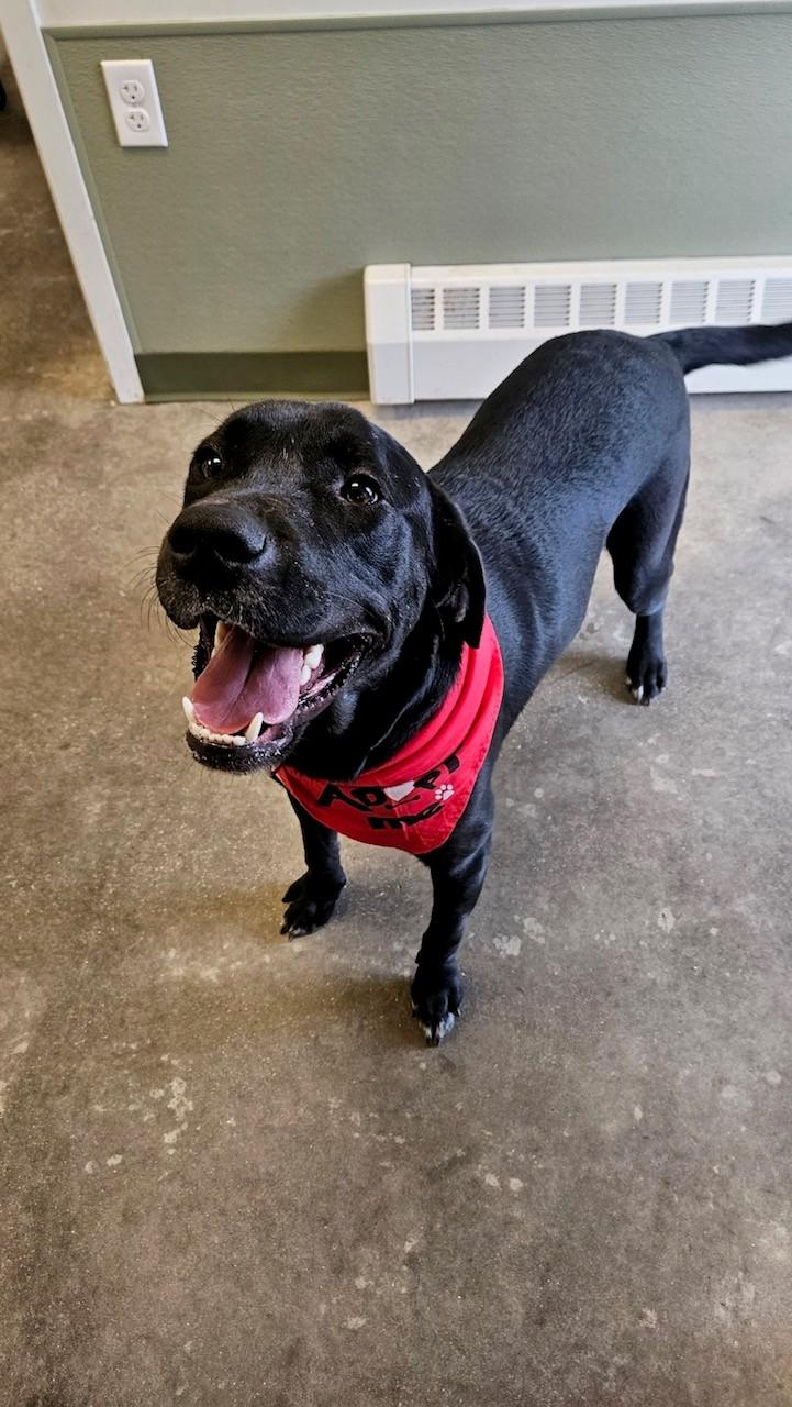 Enlarge Moose, a Adopted mixed breed in Windsor, CT image 3/3