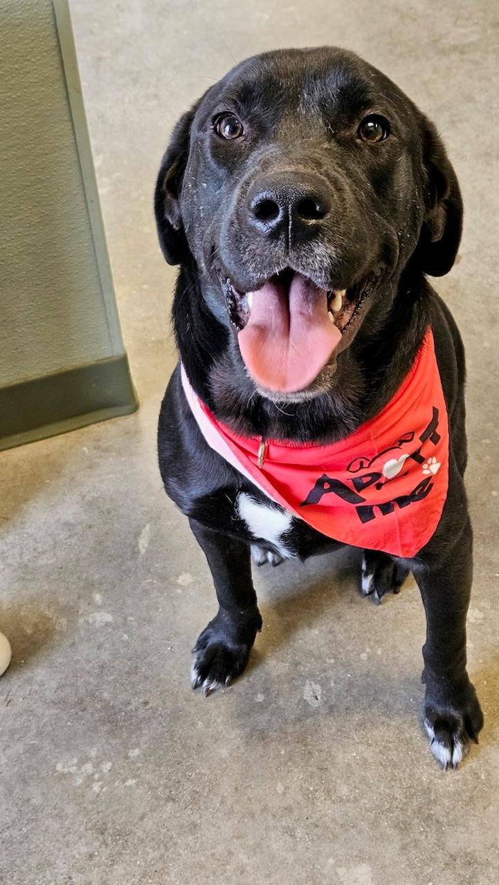 Moose, Adopted, Young Male Black Labrador Retriever.