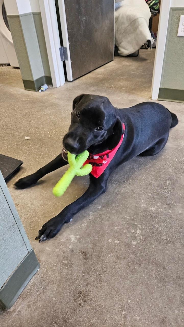 Enlarge Moose, a Adopted mixed breed in Windsor, CT image 2/3