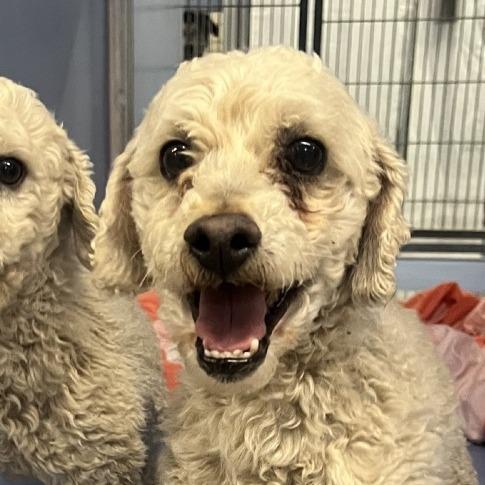 Robin, Adoptable, Adult Male Miniature Poodle.