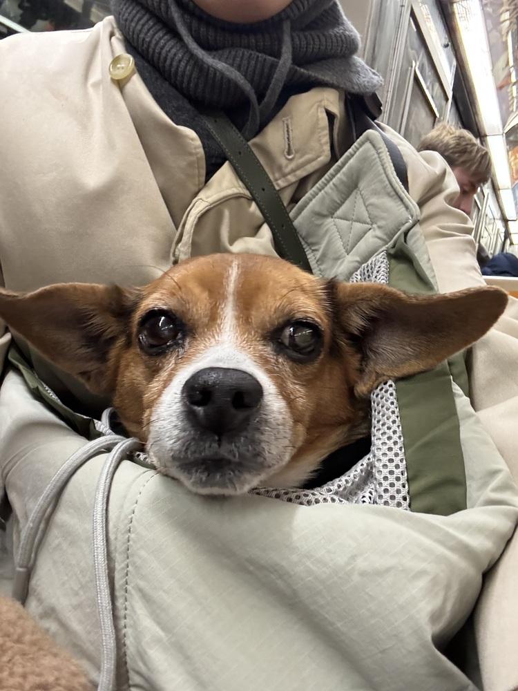 Crystal, Adoptable, Adult Female Chihuahua & Mixed Breed.