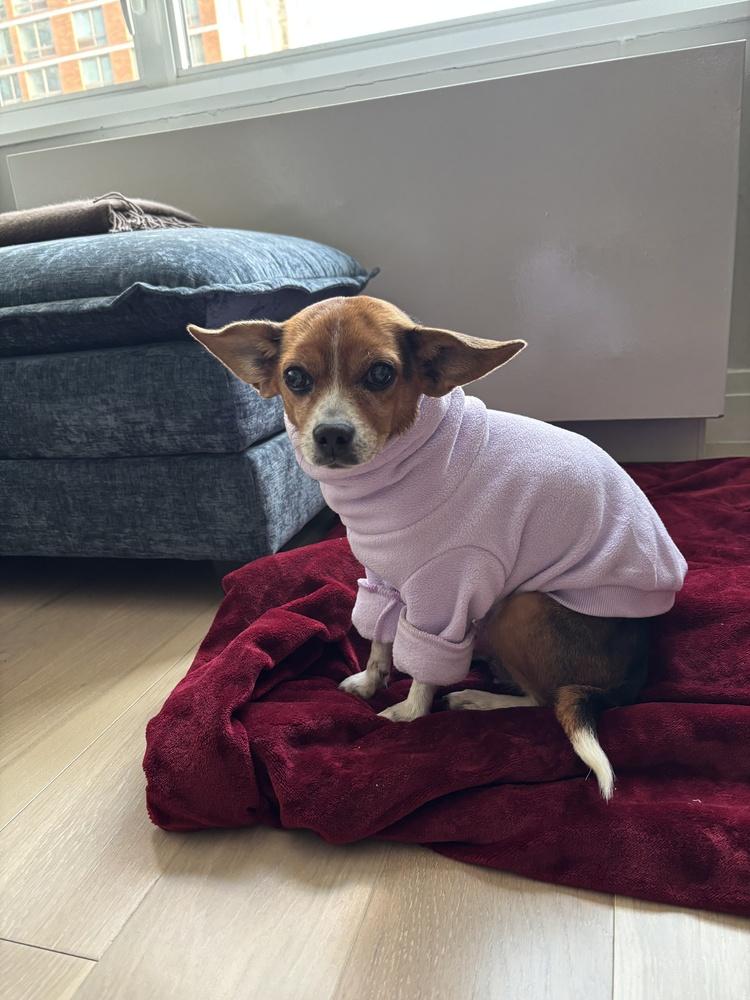 Enlarge Crystal, a Adoptable mixed breed in New York, NY image 2/6