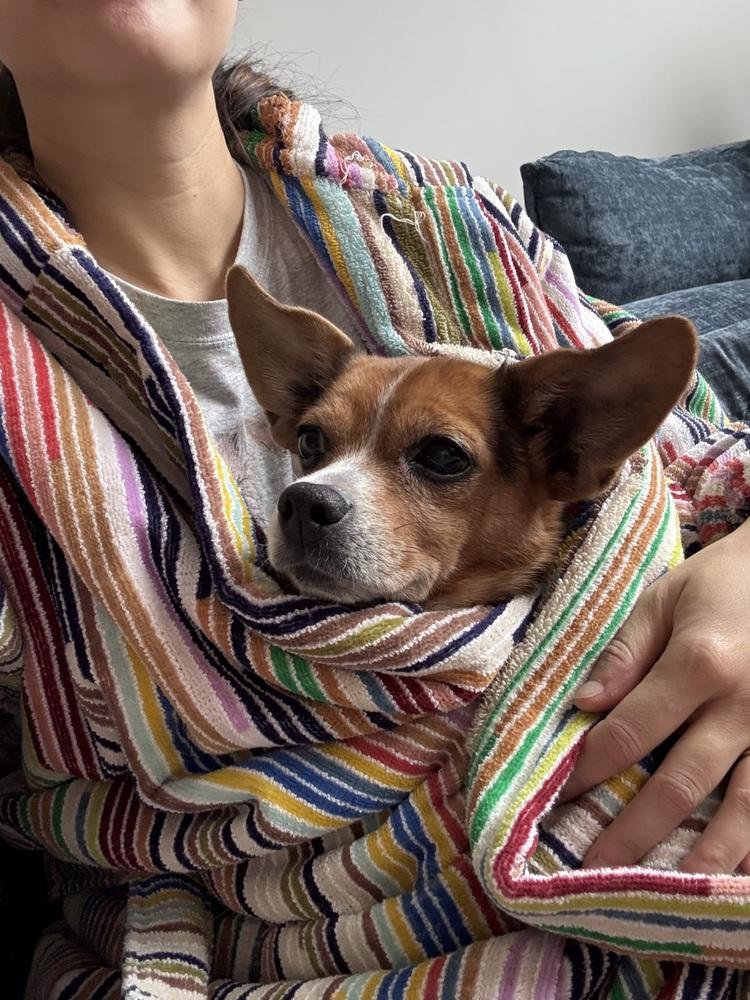 Enlarge Crystal, a Adoptable mixed breed in New York, NY image 3/6