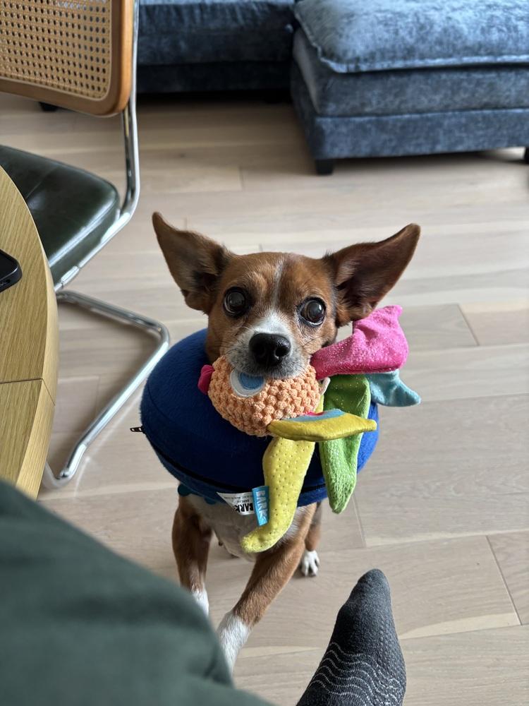 Enlarge Crystal, a Adoptable mixed breed in New York, NY image 4/6