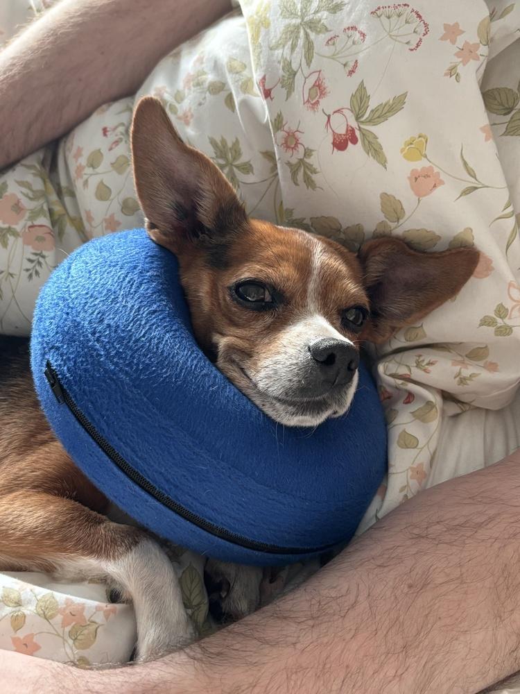 Enlarge Crystal, a Adoptable mixed breed in New York, NY image 5/6