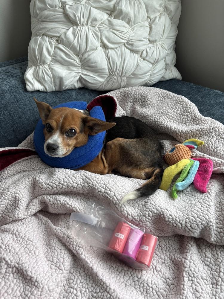 Enlarge Crystal, a Adoptable mixed breed in New York, NY image 6/6