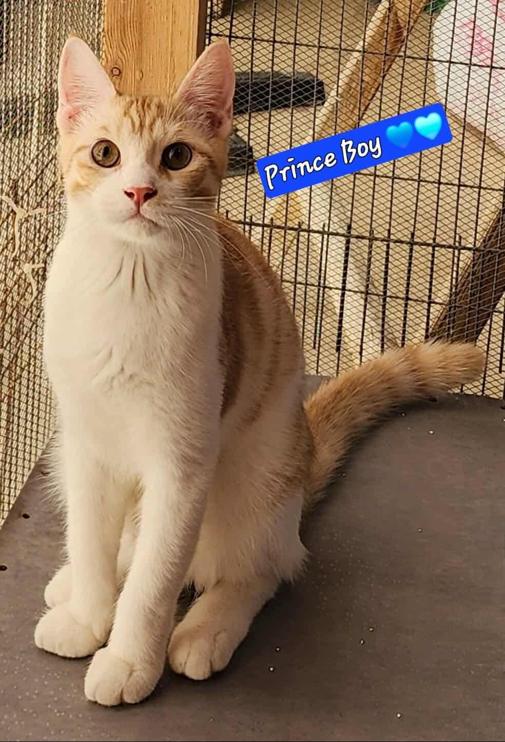 Prince & King (bonded brothers), Adoptable, Kitten Male Persian.