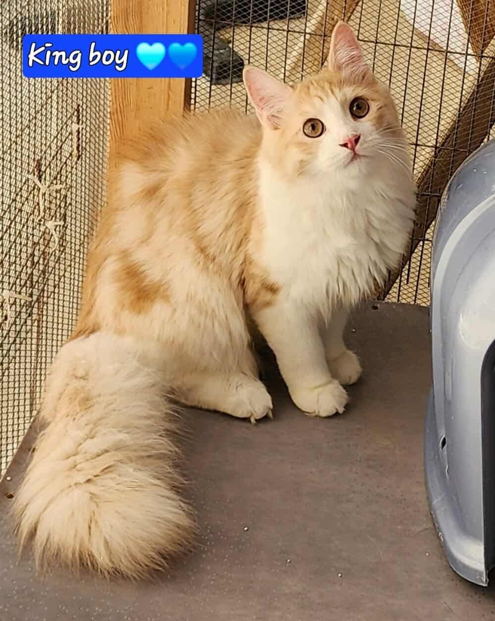 Prince & King (bonded brothers), a Adoptable mixed breed in Newmarket, ON image 3/3