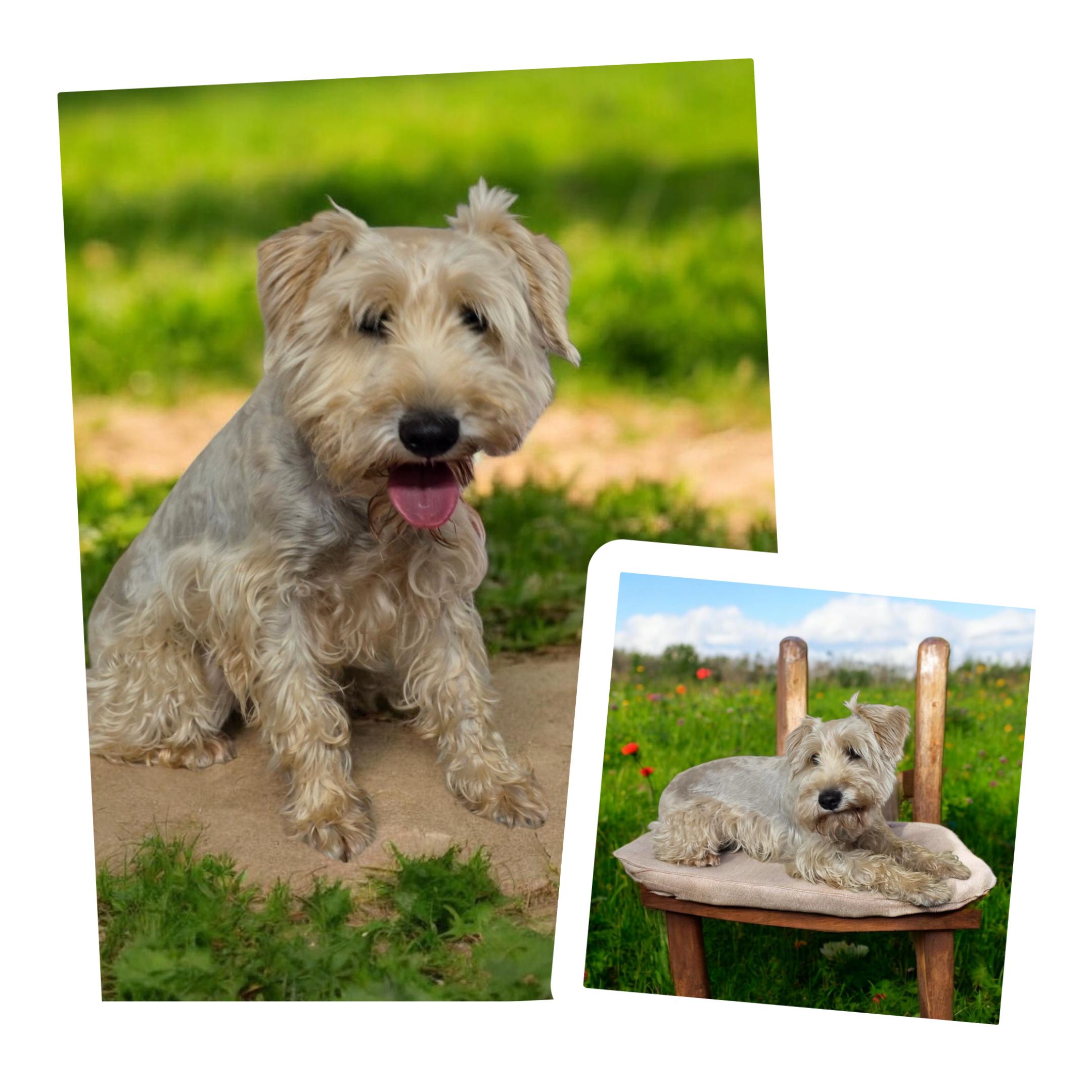 Winston, ADOPTABLE, Adult Male Miniature Schnauzer.