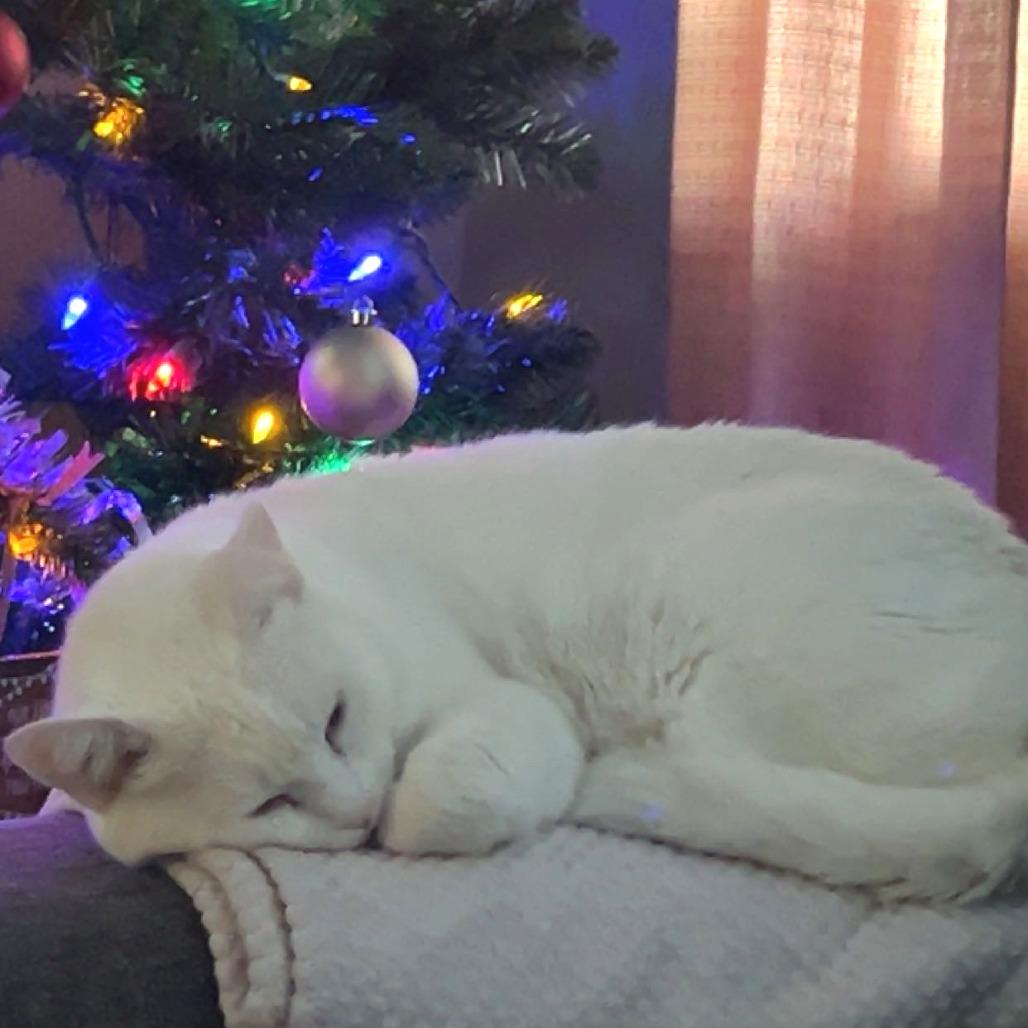 Sugar, Adoptable, Senior Female Domestic Short Hair.