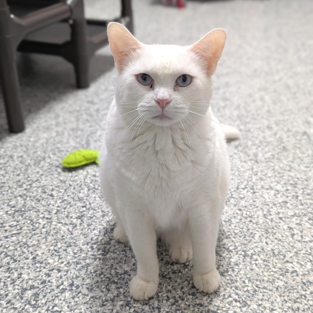 Enlarge Sugar, a Adoptable Domestic Short Hair in Brookfield, WI image 2/6