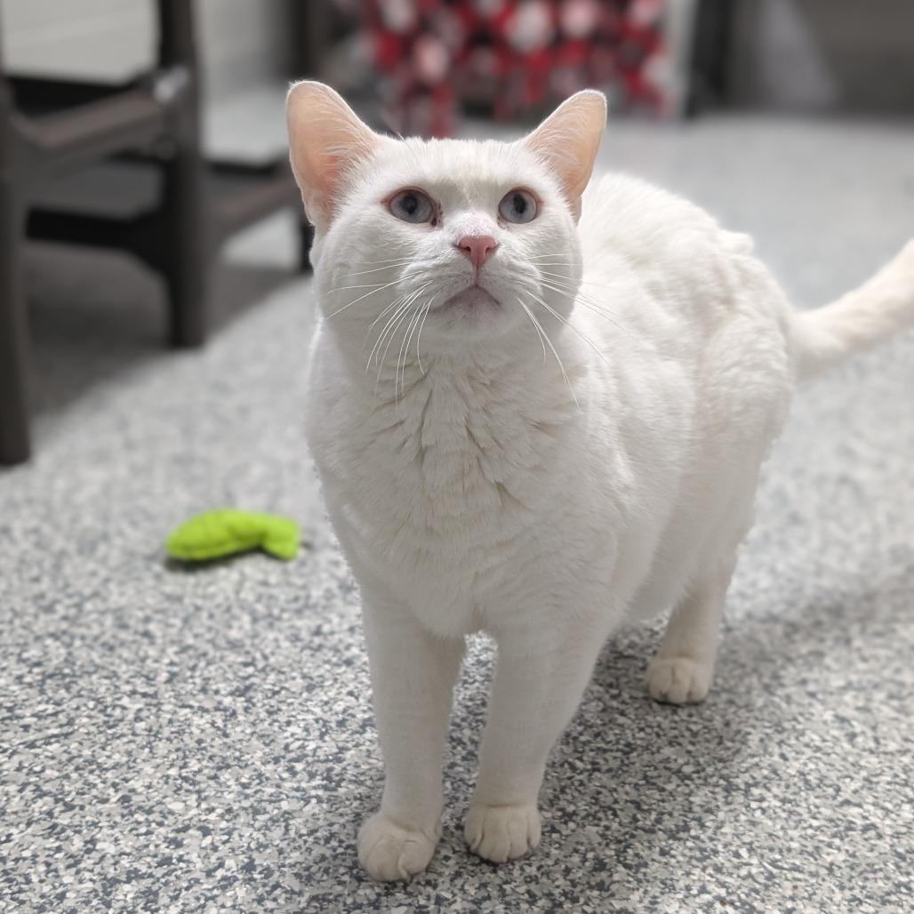 Enlarge Sugar, a Adoptable Domestic Short Hair in Brookfield, WI image 3/6
