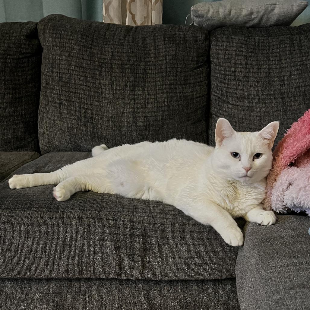 Enlarge Sugar, a Adoptable Domestic Short Hair in Brookfield, WI image 4/6