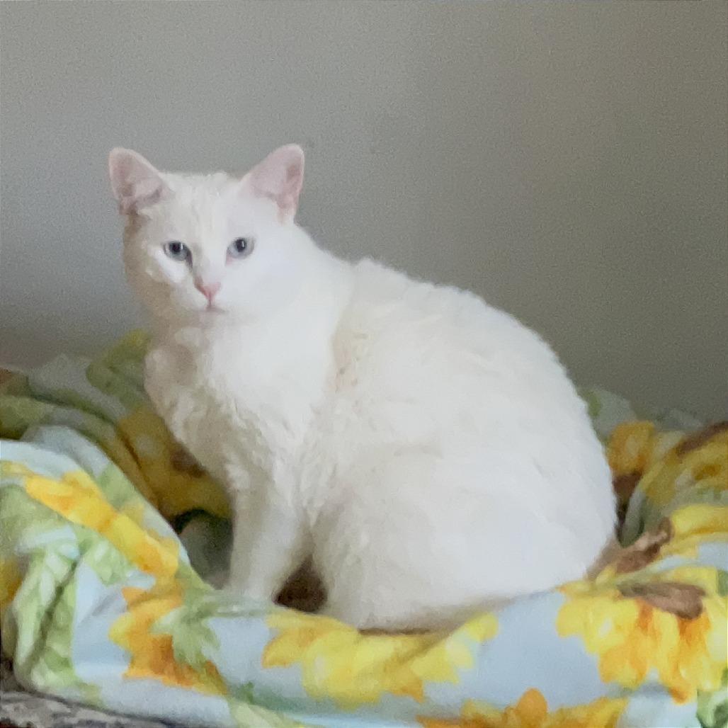 Enlarge Sugar, a Adoptable Domestic Short Hair in Brookfield, WI image 5/6