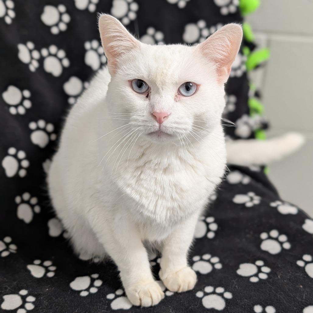Enlarge Sugar, a Adoptable Domestic Short Hair in Brookfield, WI image 6/6