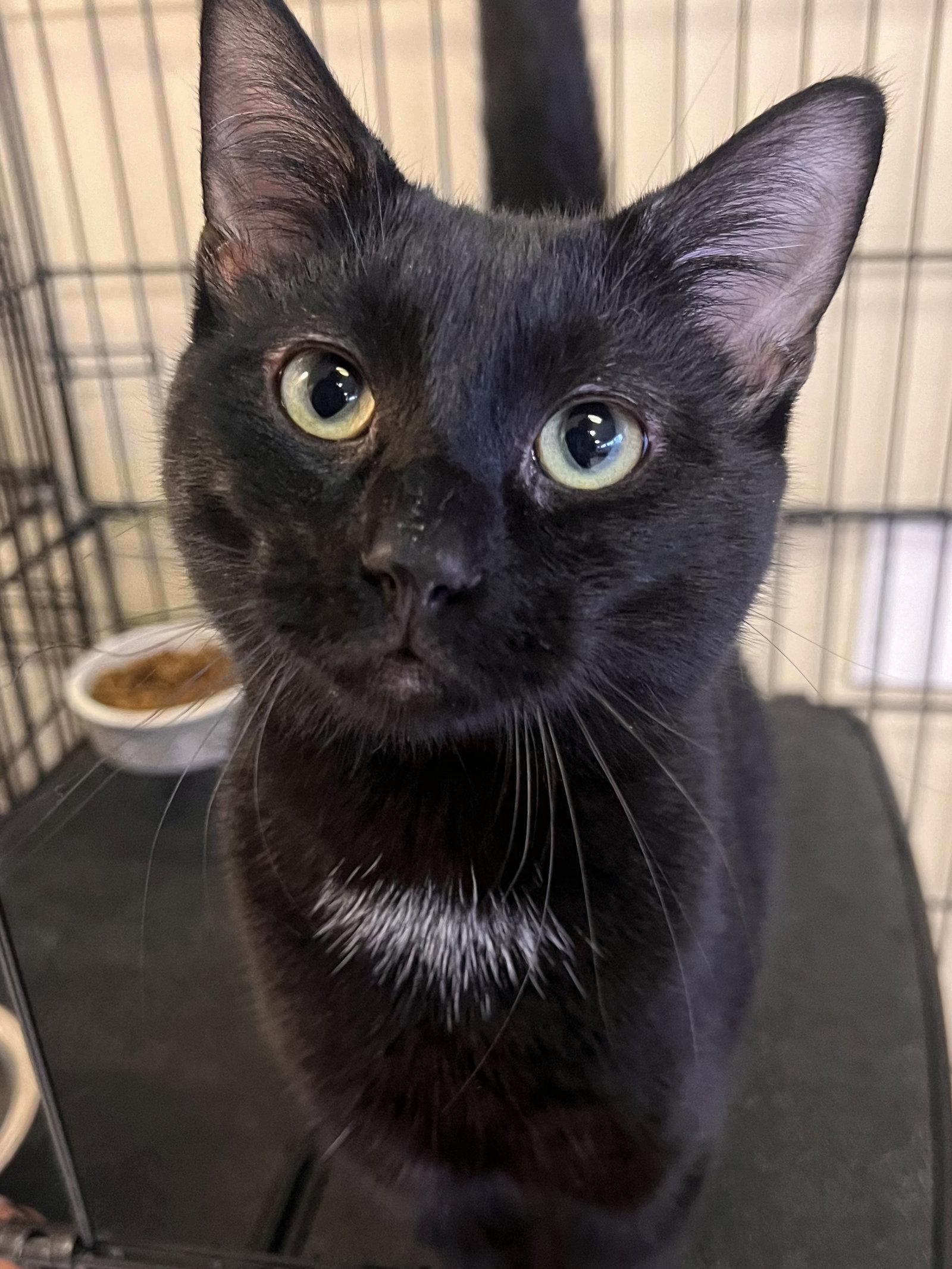 Bozzi, Adoptable, Adult Male Domestic Short Hair.