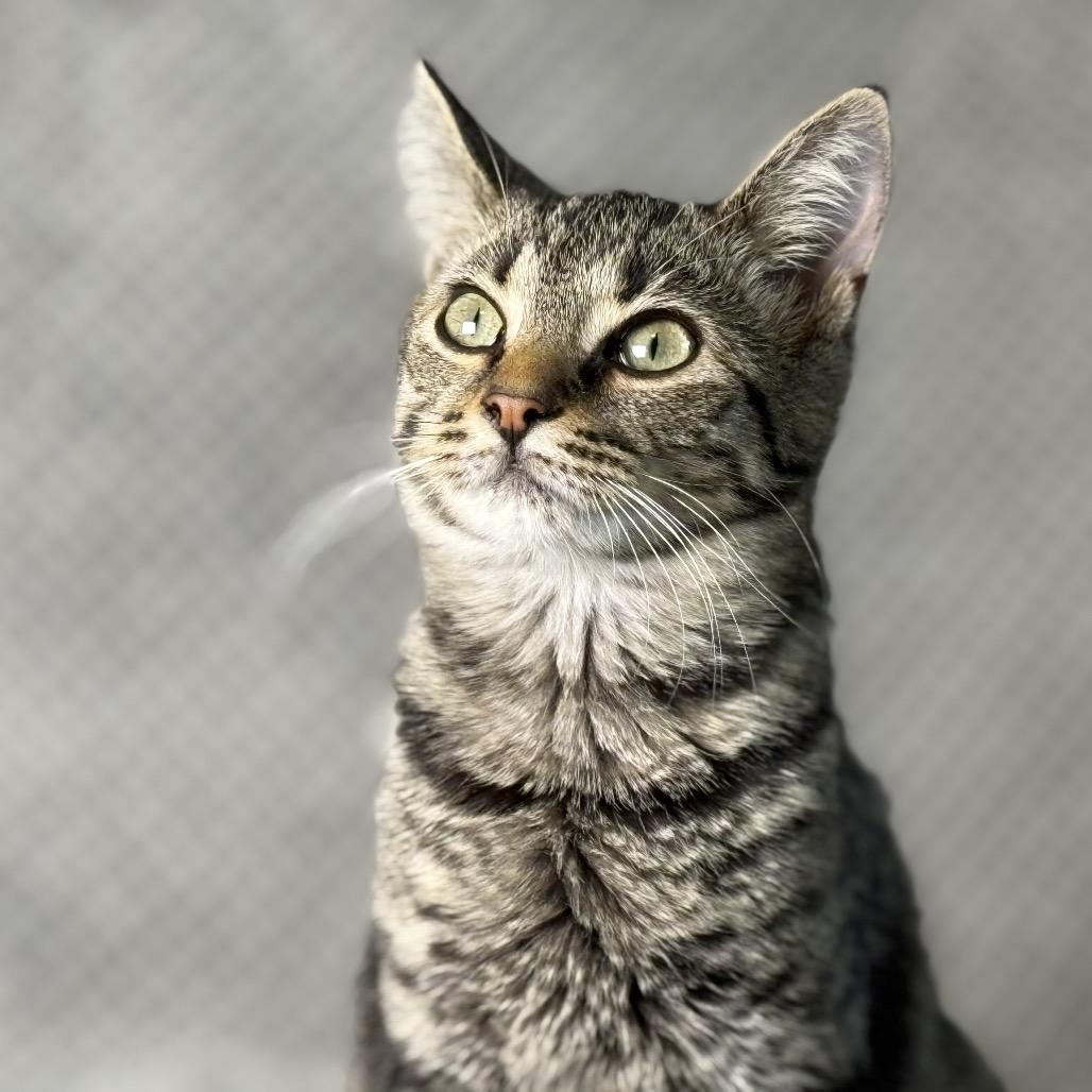 Enlarge Agatha, a Adoptable Domestic Short Hair in Ponte Vedra Beach, FL image 1/3