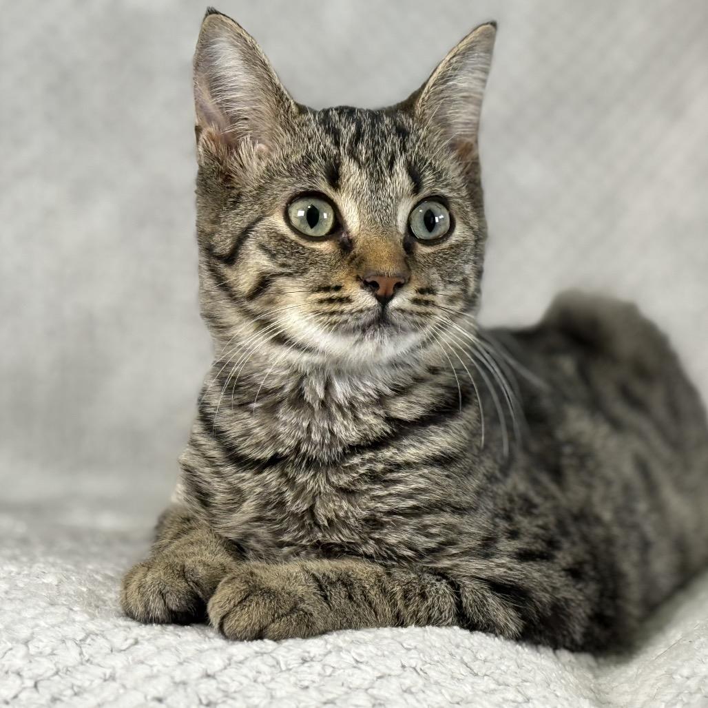 Enlarge Agatha, a Adoptable Domestic Short Hair in Ponte Vedra Beach, FL image 2/3