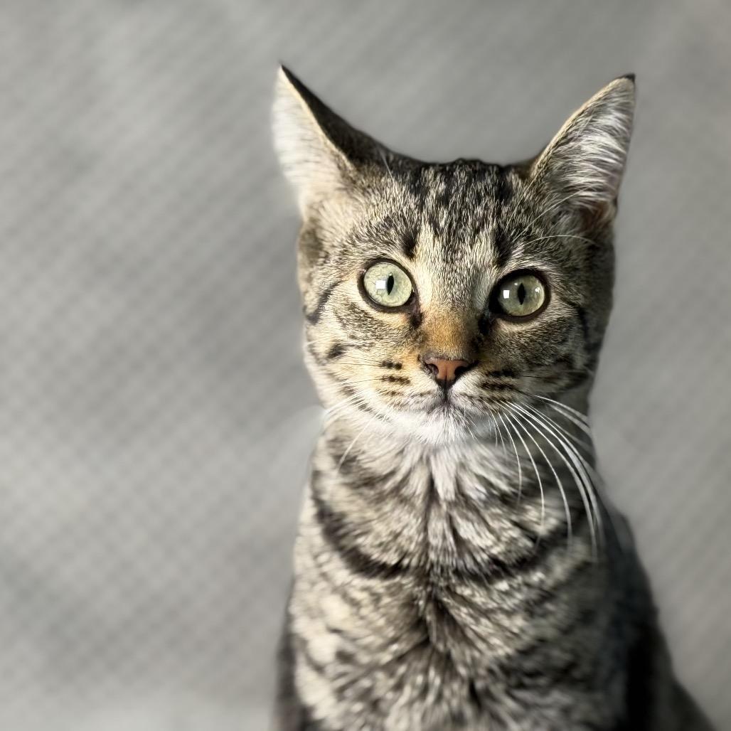 Enlarge Agatha, a Adoptable Domestic Short Hair in Ponte Vedra Beach, FL image 3/3