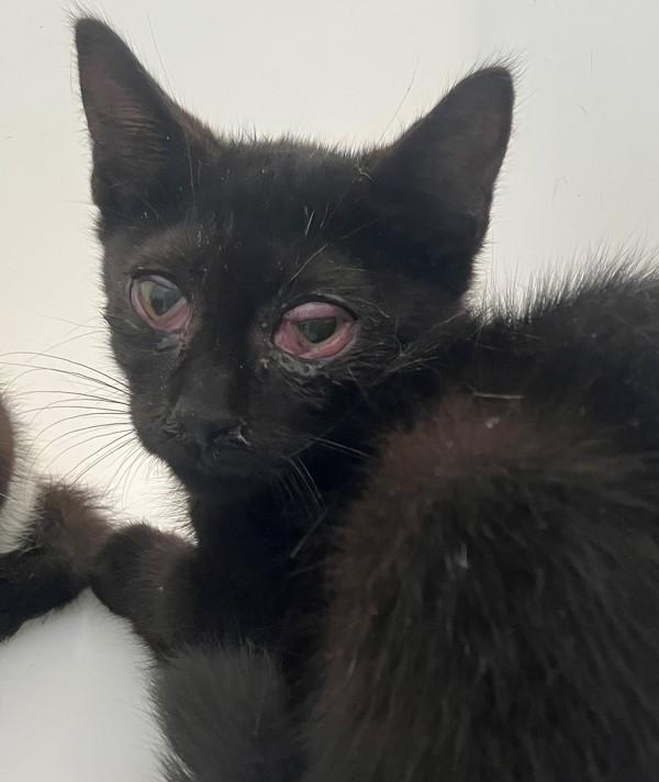 Jelly, Adoptable, Kitten Male Domestic Short Hair.