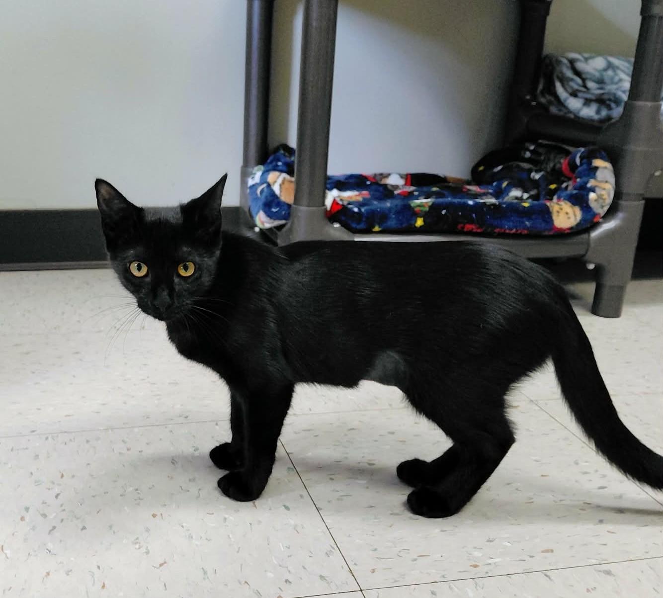 Enlarge Midnight, a Adoptable Domestic Short Hair in Onley, VA image 4/5