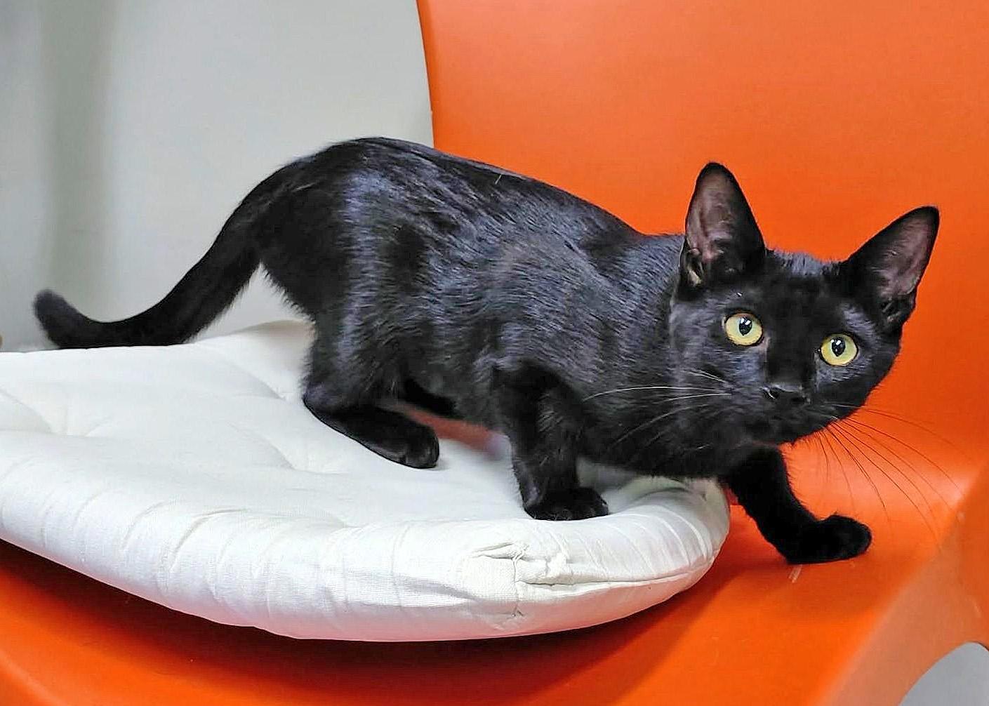 Enlarge Midnight, a Adoptable Domestic Short Hair in Onley, VA image 5/5