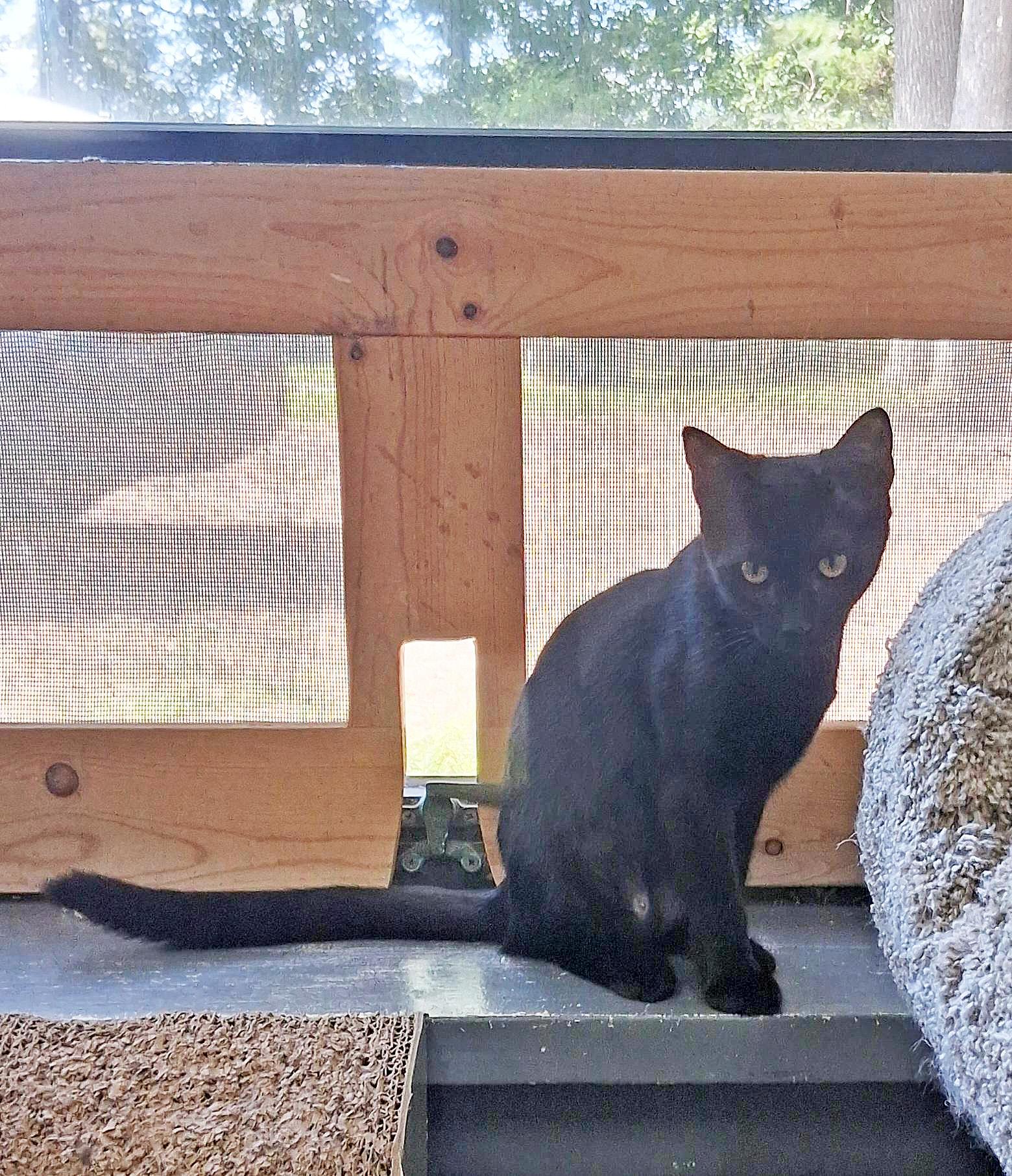 Enlarge Midnight, a Adoptable Domestic Short Hair in Onley, VA image 2/5
