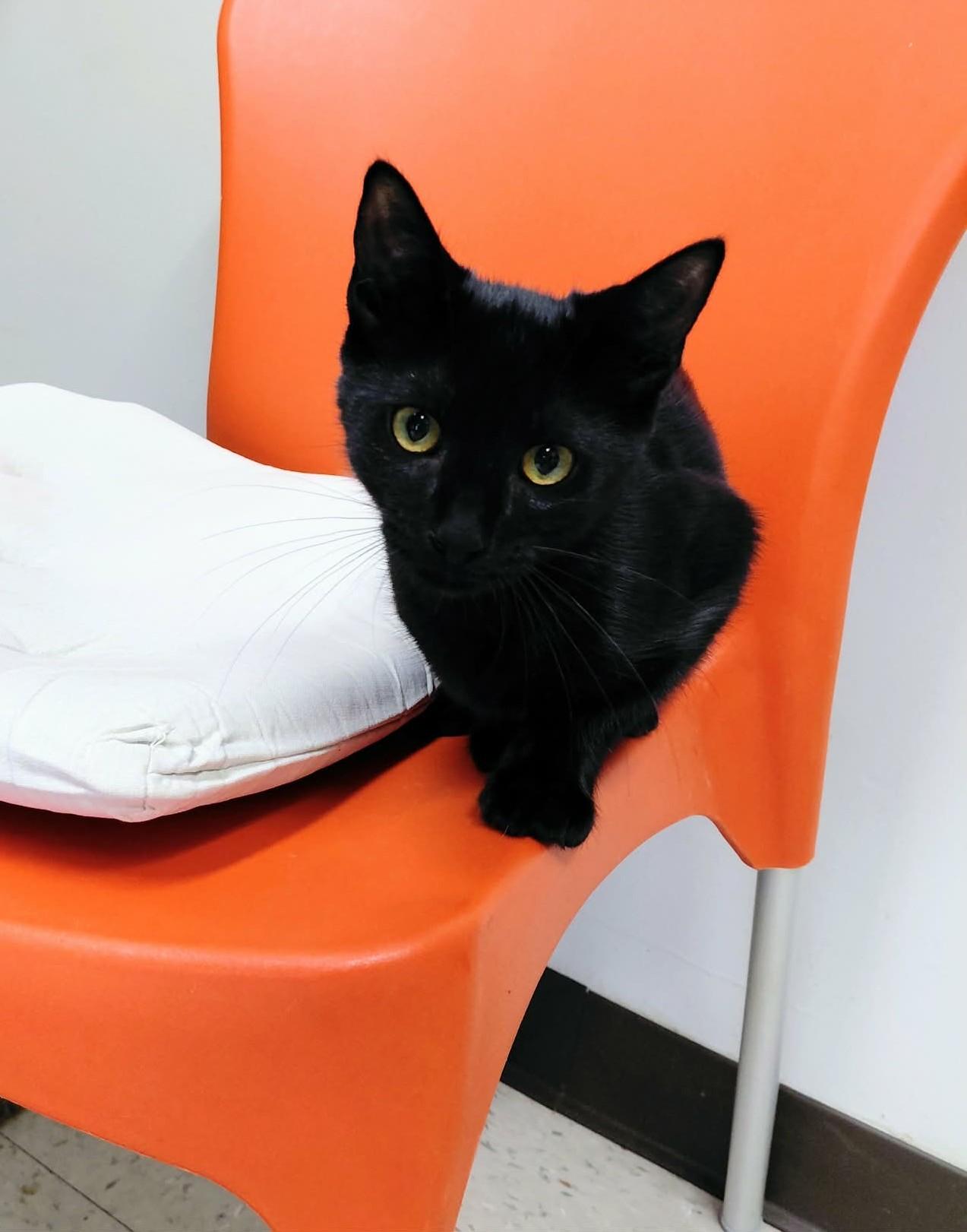 Enlarge Midnight, a Adoptable Domestic Short Hair in Onley, VA image 3/5