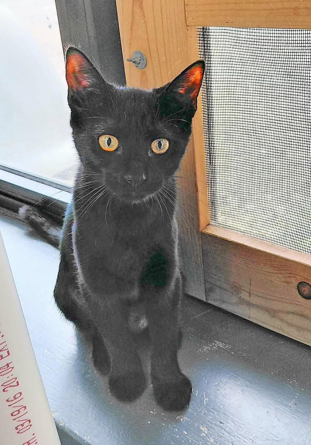 Enlarge Midnight, a Adoptable Domestic Short Hair in Onley, VA image 1/5