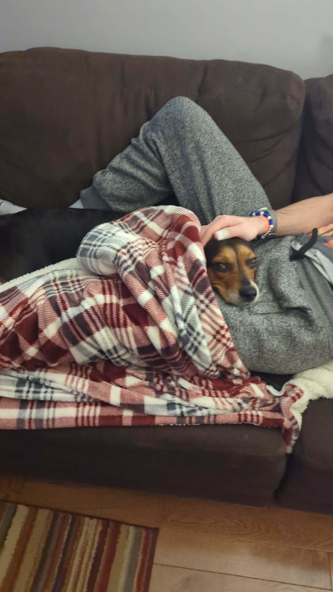 Enlarge Daisy, a ADOPTABLE mixed breed in Crystal Lake, IL image 3/5