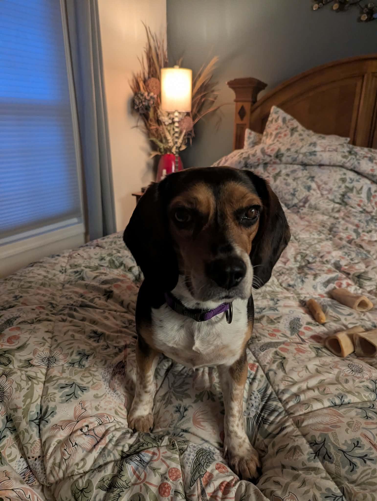 Enlarge Daisy, a ADOPTABLE mixed breed in Crystal Lake, IL image 4/5