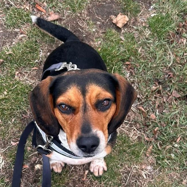 Enlarge Daisy, a ADOPTABLE mixed breed in Crystal Lake, IL image 1/5