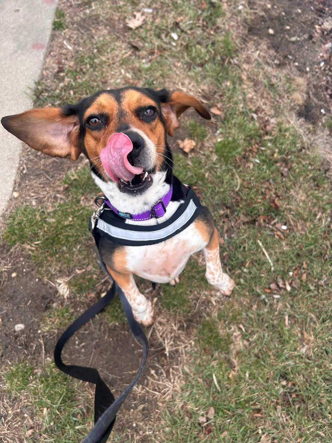 Enlarge Daisy, a ADOPTABLE mixed breed in Crystal Lake, IL image 2/5