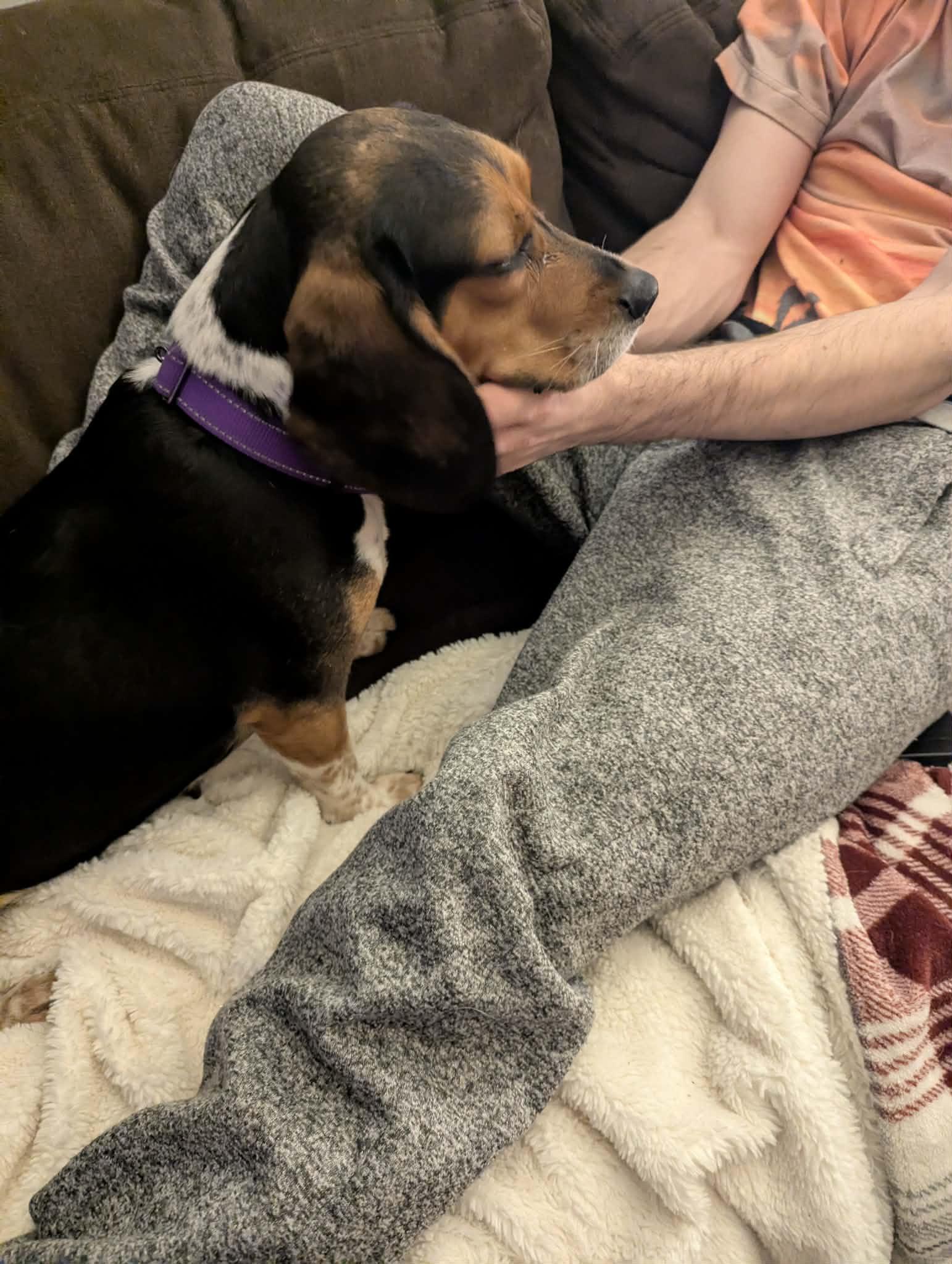 Enlarge Daisy, a ADOPTABLE mixed breed in Crystal Lake, IL image 5/5