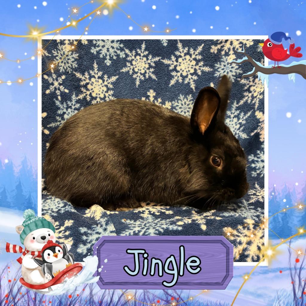 Enlarge Jingle, a Adopted Lionhead in Elizabethtown, KY image 1/2