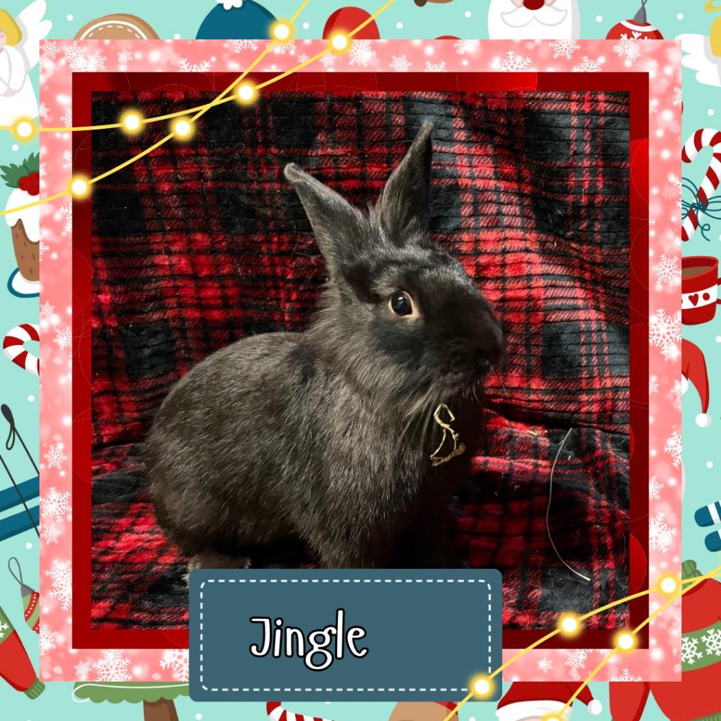 Enlarge Jingle, a Adopted Lionhead in Elizabethtown, KY image 2/2