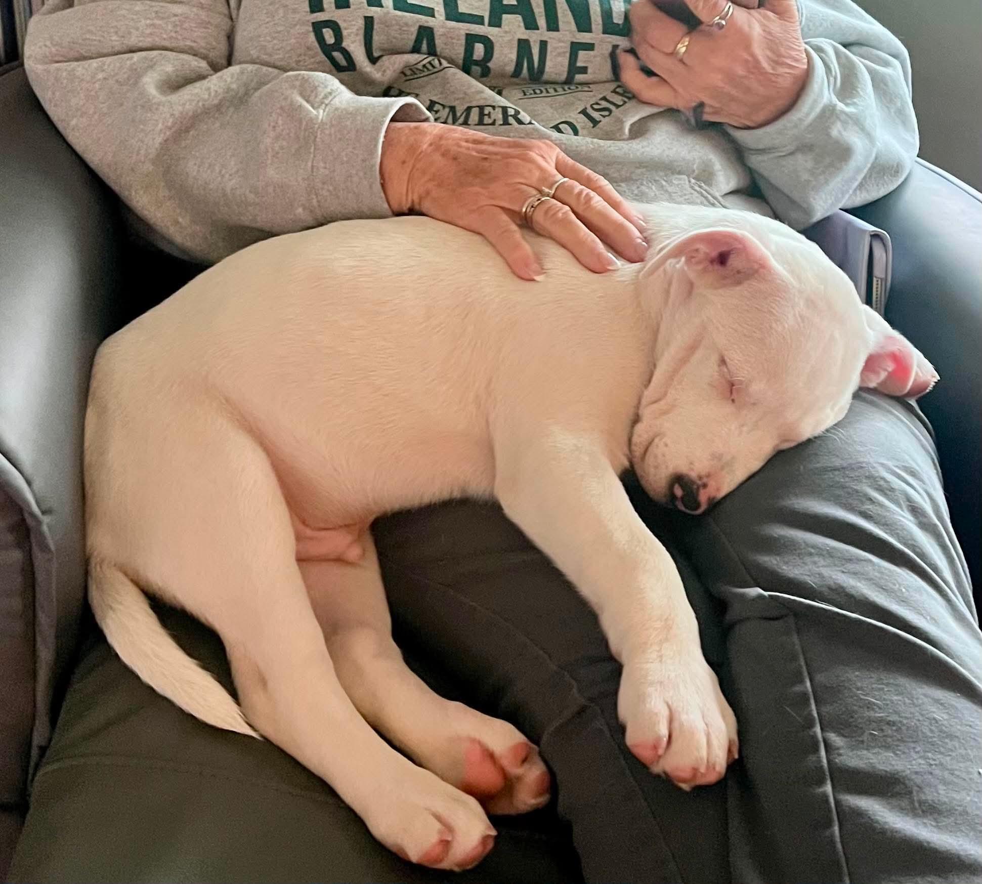 Enlarge Maxwell, an adopted mixed breed in Cherry Valley, MA image 6/6