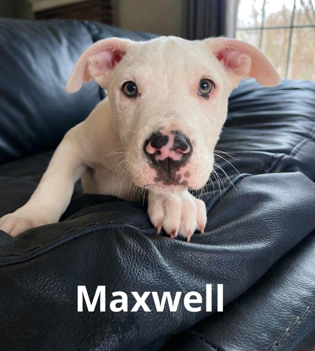 Maxwell, Adoptable, Puppy Male American Bully & Boxer.