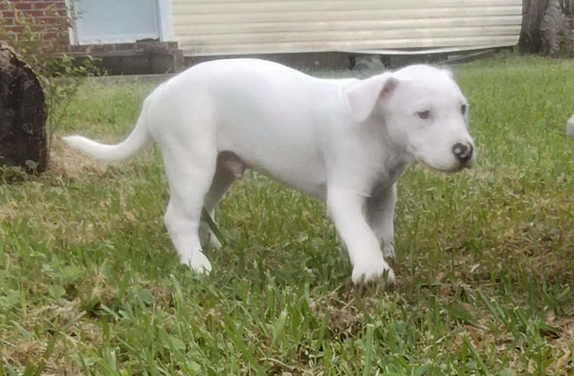 Enlarge Maxwell, an adopted mixed breed in Cherry Valley, MA image 5/6
